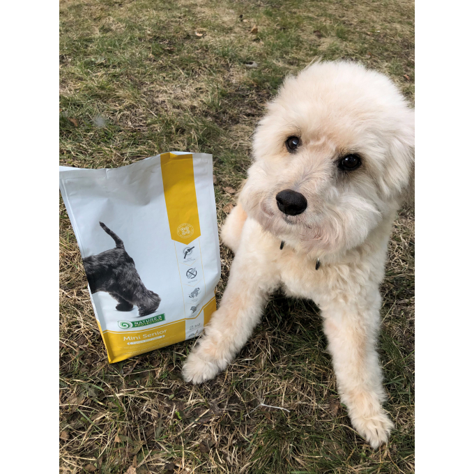 dry food for senior dogs of small breeds with poultry